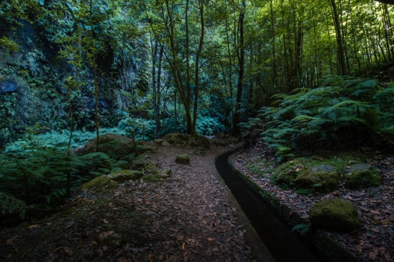 Unleashing the Wanderlust: Embracing the Great Outdoors